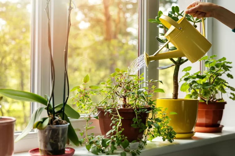 Overwatered House Plants - Prevent Root Rot With Drainage