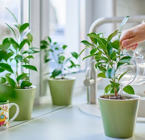 Weak Herb Growth - Improve Sunlight and Watering Habits