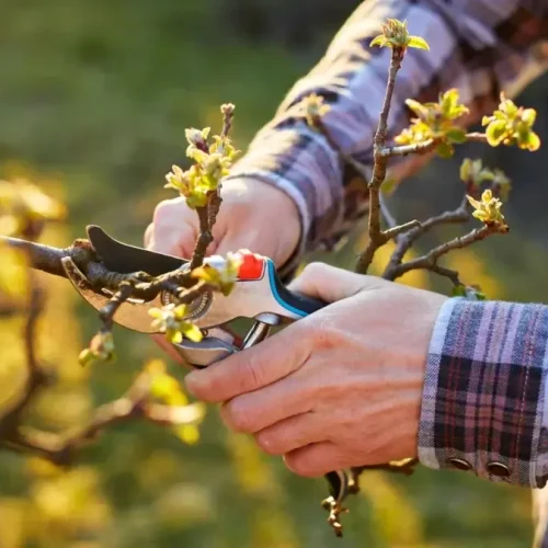 Weak Fruit Trees: Improve Pruning, Feeding, and Watering