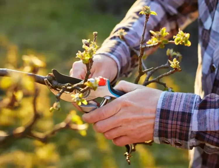 Weak Fruit Trees: Improve Pruning, Feeding, and Watering