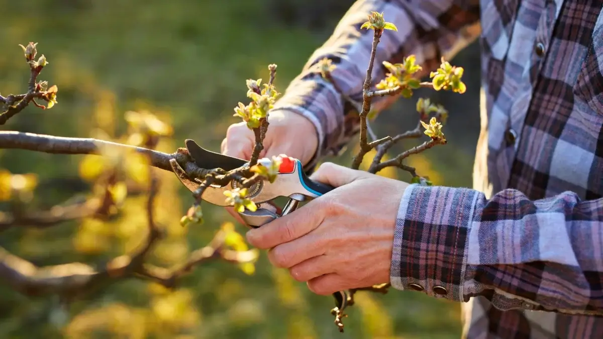 Weak Fruit Trees: Improve Pruning, Feeding, and Watering