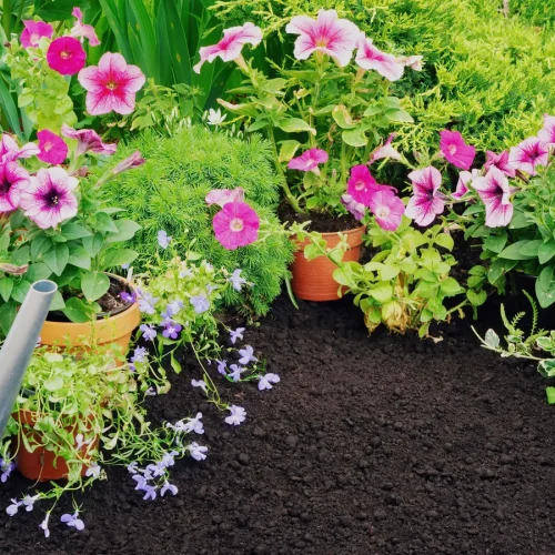 Weak Garden Blooms: Improve Soil Feeding and Sunlight