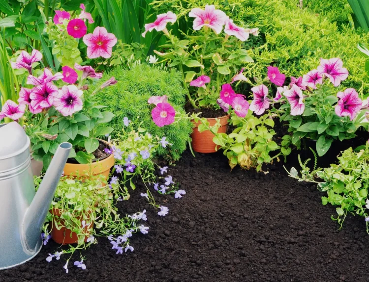 Weak Garden Blooms: Improve Soil Feeding and Sunlight