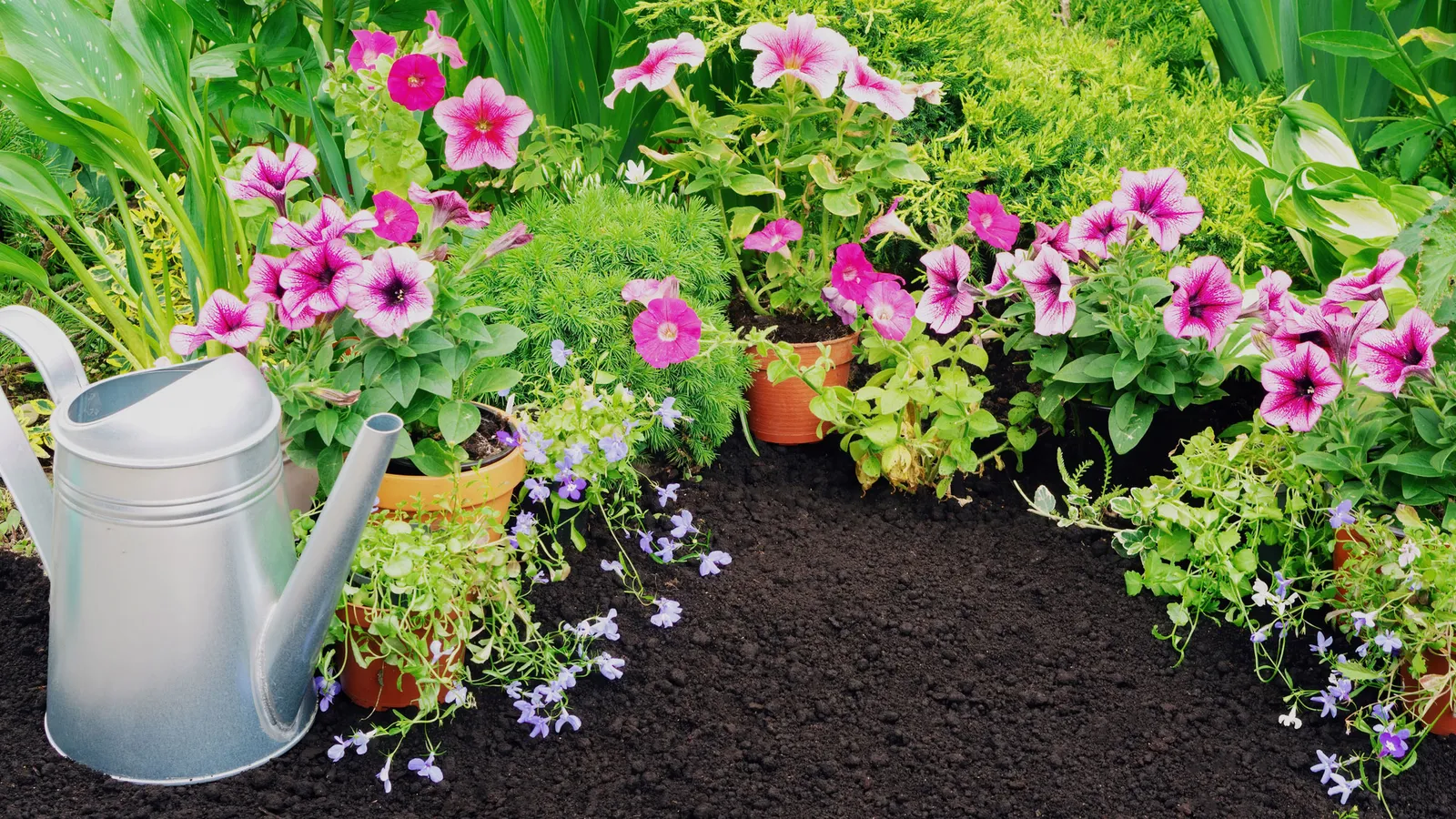 Weak Garden Blooms: Improve Soil Feeding and Sunlight