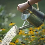 Weak Garden Plants: Improve Soil, Light, and Water