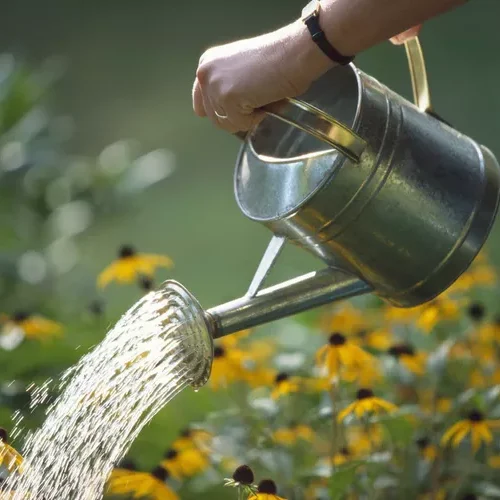 Weak Garden Plants: Improve Soil, Light, and Water