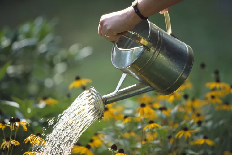 Weak Garden Plants: Improve Soil, Light, and Water