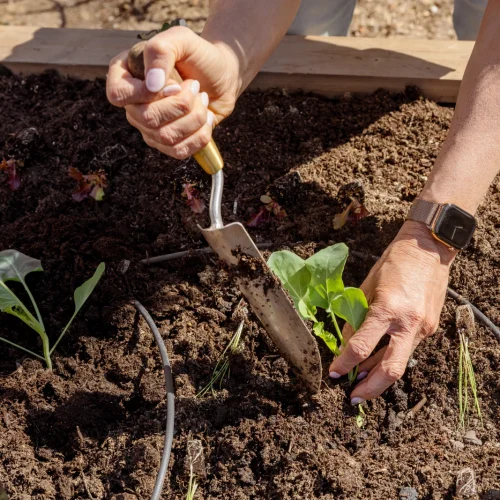 Weak Garden Soil: Add Compost for Better Growth