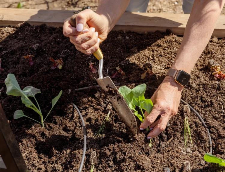Weak Garden Soil: Add Compost for Better Growth