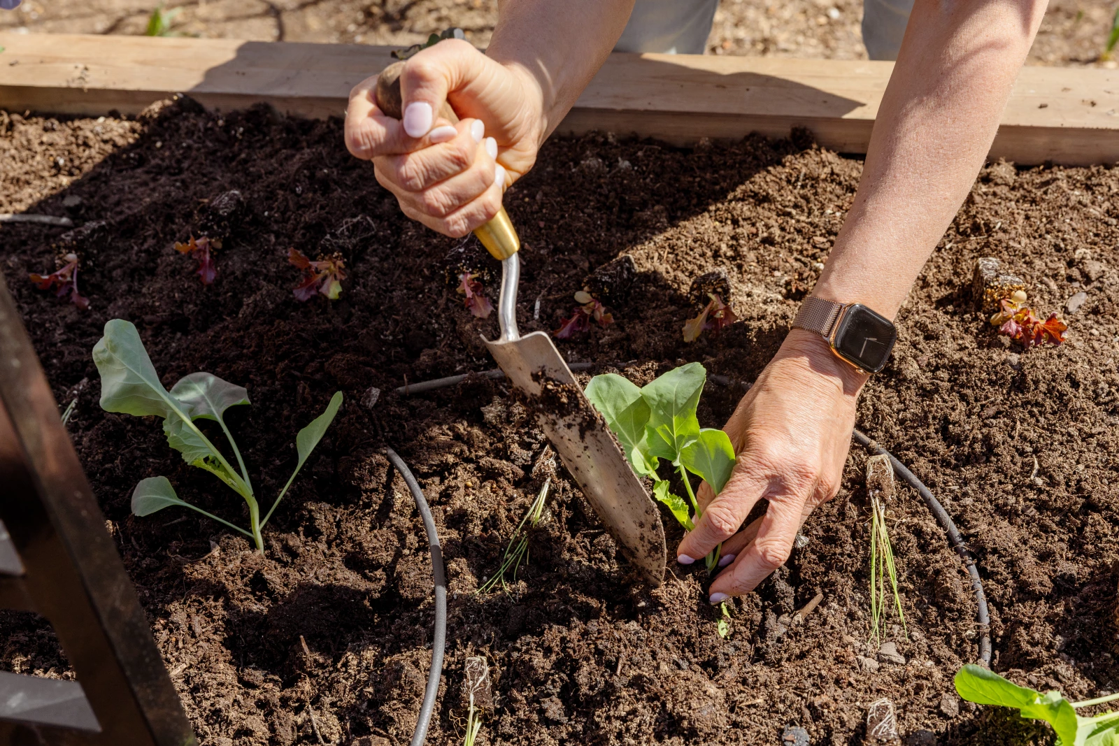 Weak Garden Soil: Add Compost for Better Growth