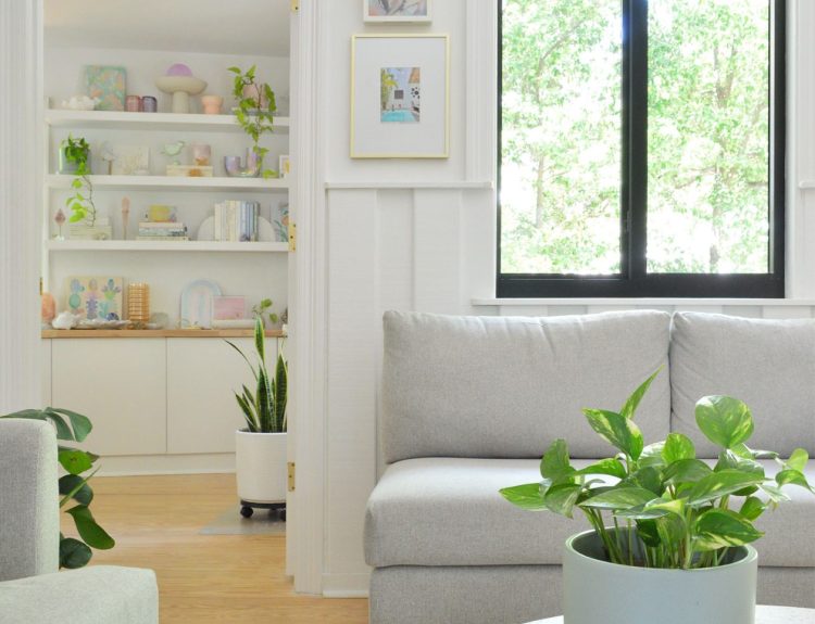 Weak Indoor Plants: Improve Light Before Adding Water