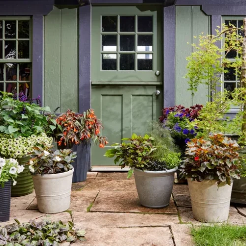 Dry Patio Plants - Protect Roots During Summer Heat