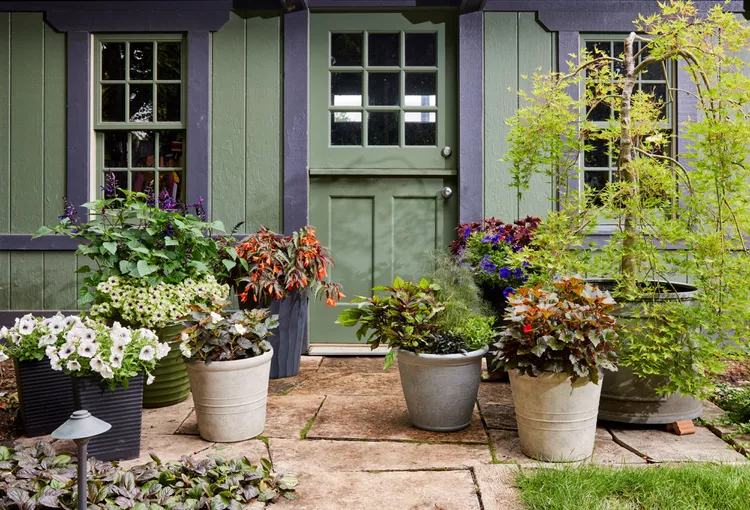 Dry Patio Plants - Protect Roots During Summer Heat