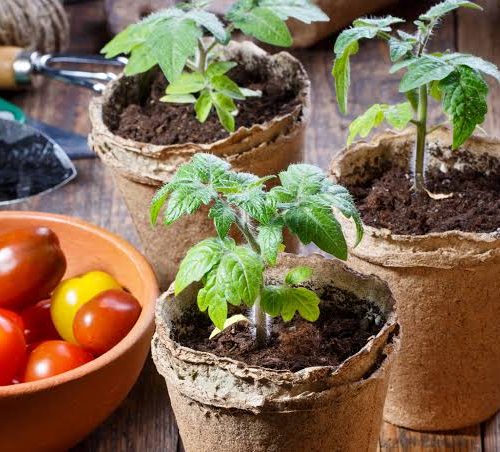 Weak Tomato Plants - Improve Support Watering and Sunlight