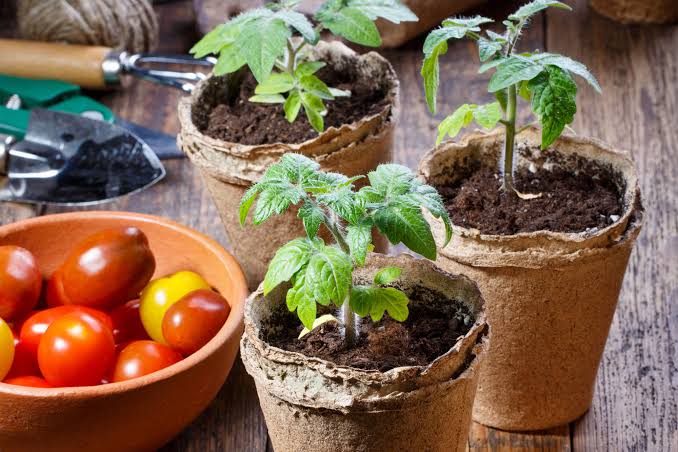 Weak Tomato Plants - Improve Support Watering and Sunlight