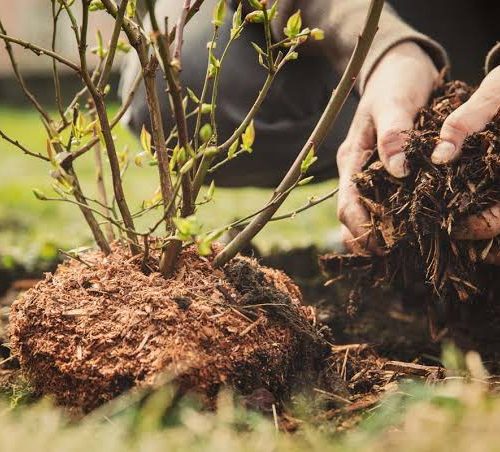 Dry Lawn Soil - Improve Moisture With Better Mulching