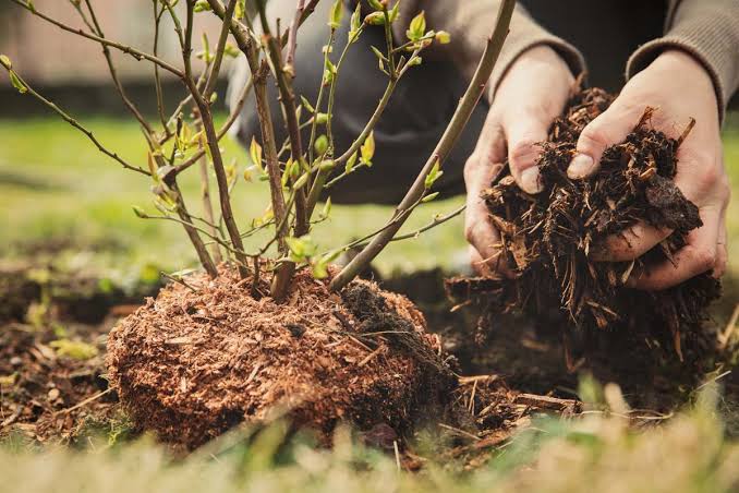 Dry Lawn Soil - Improve Moisture With Better Mulching