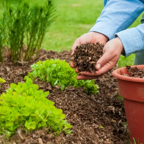 Dry Flower Beds - Retain Moisture With Better Mulching
