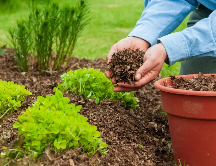 Dry Flower Beds - Retain Moisture With Better Mulching