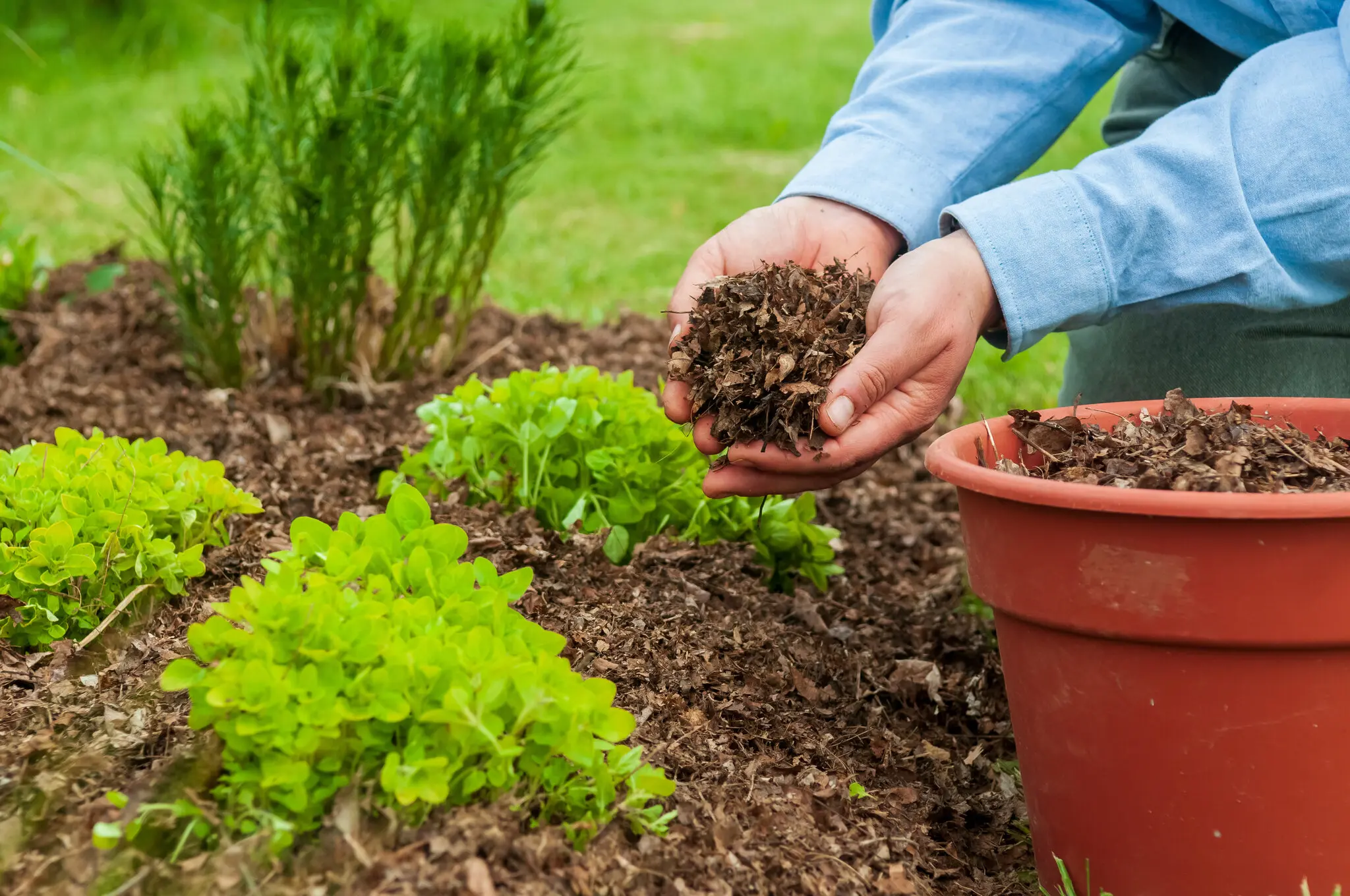 Dry Flower Beds - Retain Moisture With Better Mulching